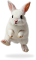 MiniBunny